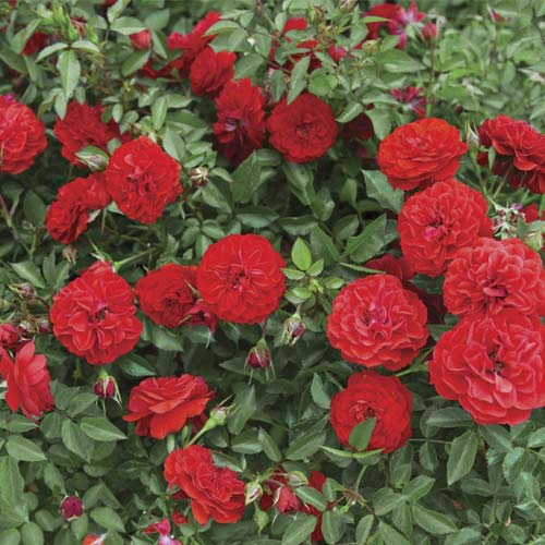 Rosa mini Big Bang , C5 - Plántulas: Ilość w opakowaniu: 1 plantas
