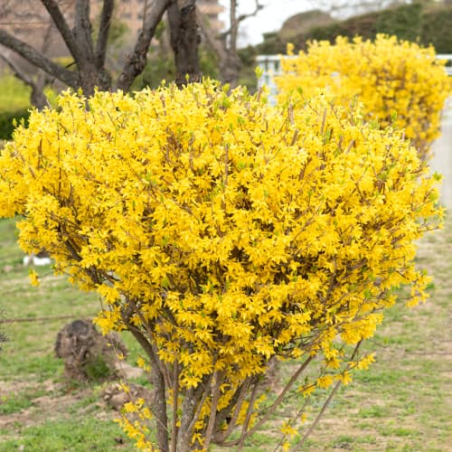 Forsythia Lynwood Gold, P9 - Plántulas: Ilość w opakowaniu: 1 plant