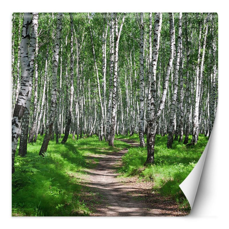 Fototapeta Feeby Las brzozowy i leśna ścieżka 100x100 1 szt