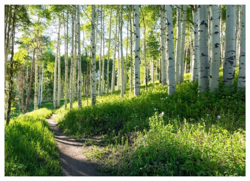 Fototapeta Na Flizelinie WALLARENA 300x210 cm Tapeta Do Sypialni Salonu Las Brzozy Natura 1 szt.