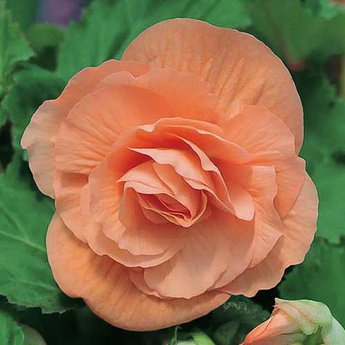 1 szt, Begonia bulwiasta drobnokwiatowa o pędach zwisających Pendula F1 łososiowa - Nasiona: Ilość w opakowaniu: 0.05 g