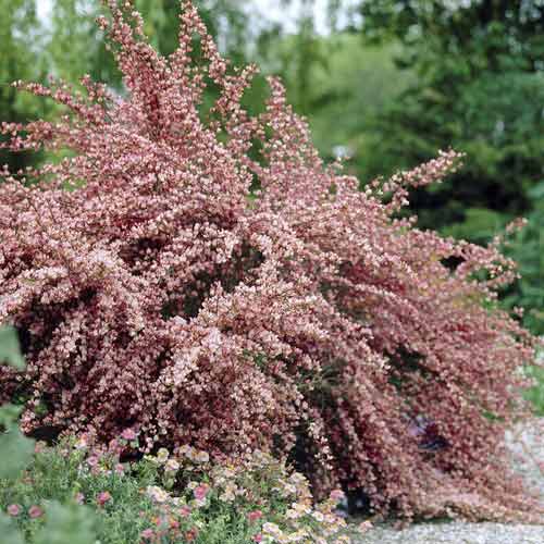 1 Pflanze(n), Ginster Moyclare Pink, С2 - Setzlinge: Ilość w opakowaniu: 1 Pflanze(n)