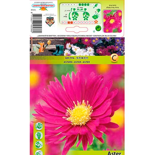 1 Stück, Glattblatt Aster Dark Pink - Stauden: Ilość w opakowaniu: 1 Stück