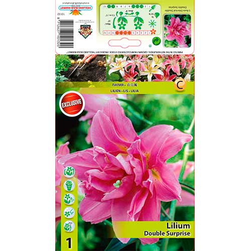 Lily (Lilium) Double Surprise - Bulbos: Ilość w opakowaniu: 1 bulbe