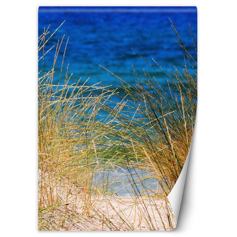 Fototapeta Feeby Wysokie trawy nad morzem 100x140 1 szt