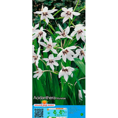 10 Stück, Abessinische Gladiole Murielae - Zwiebeln: Ilość w opakowaniu: 10 Stück