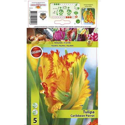 5 buc, Lalele Caribbean Parrot - Bulbi: Mod de ambalare: 5 buc
