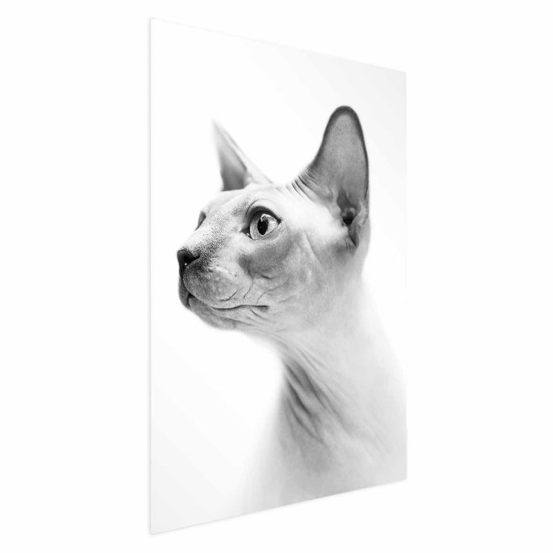 Plakat Artgeist bezwłosy kot 21x30 cm bez ramy 1 szt