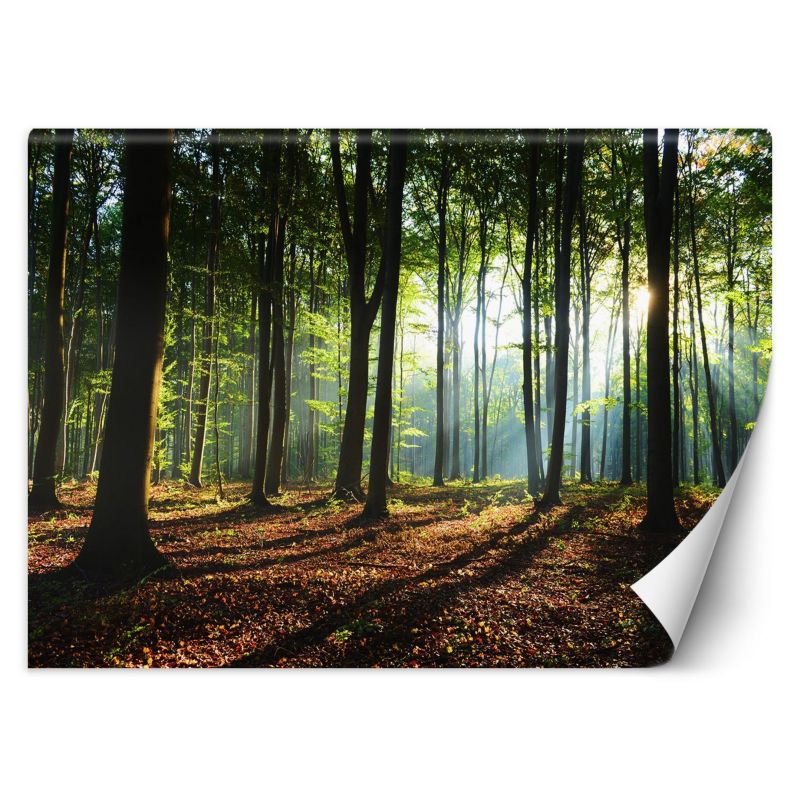 Fototapeta Feeby Poranek las drzewa natura 200x140 1 szt