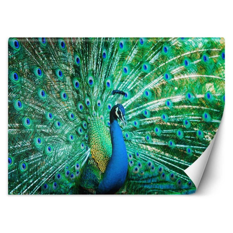 Fototapeta Feeby Kolorowy paw 400x280 1 szt