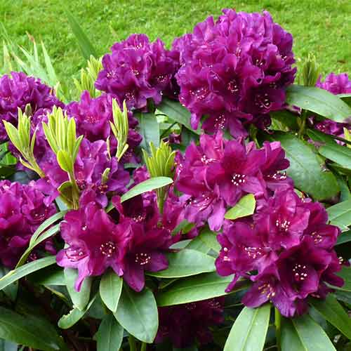 1 sadz, Rhododendron (Różanecznik) Kali - Sadzonki: Ilość w opakowaniu: 1 sadz
