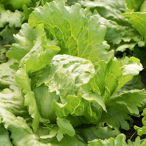 1 szt, Salata glowiasta Brasiliana - Nasiona: Ilość w opakowaniu: 350 szt.