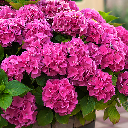 1 sadz, Hortensja ogrodowa Pink Wonder - Sadzonki: Ilość w opakowaniu: 1 sadz