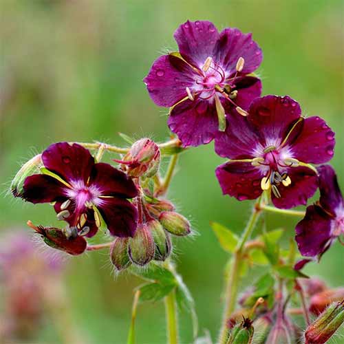 1 sadz, Bodziszek żałobny (Geranium) Samobor - Sadzonki: Ilość w opakowaniu: 1 sadz