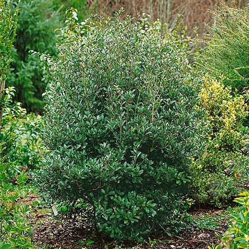 1 buc, Ilex fals Purpureus - Răsaduri: Mod de ambalare: 1 buc