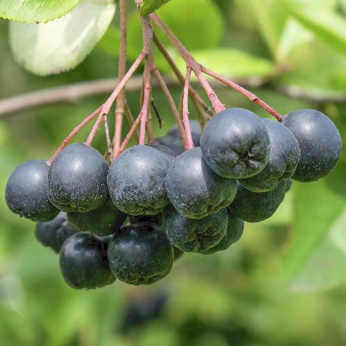 1 buc, Aronia Viking, C7,5 - Răsaduri: Mod de ambalare: 1 buc