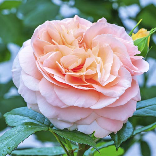 1 buc, Trandafir floribunda Duchess of Cornwall - Răsaduri: Mod de ambalare: 1 buc