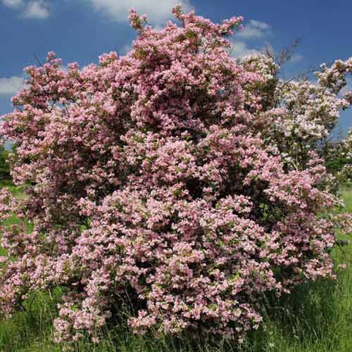 1 buc, Kolkwitzia Pink Cloud - Puieți: Mod de ambalare: 1 buc