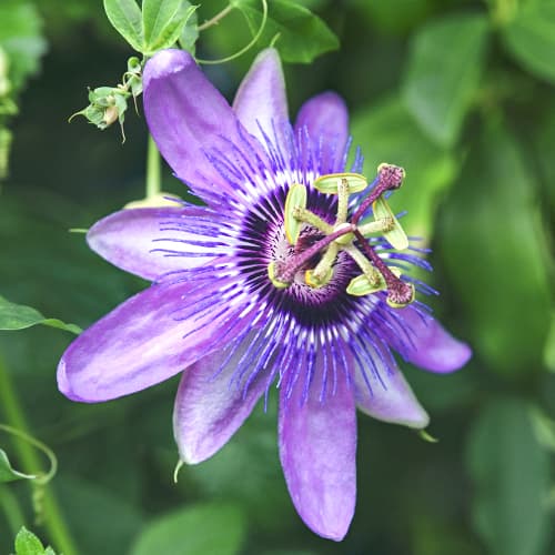 1 saz, Mučenka Lavender Lady - : Monžstvo balíkov: 1 saz