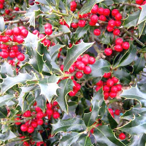 1 kus, Cesmína pichlavá (Ilex) Aljaška - : Monžstvo balíkov: 1 kus