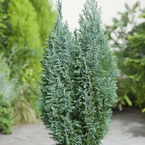 1 szt, Cypress lawsoniana Ellwoodii Gold, C3 - Palánták: Mod de ambalare: 1 db