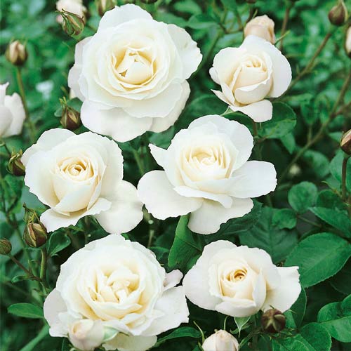 1 db, Rózsa floribunda White - Palánták: Mod de ambalare: 1 db