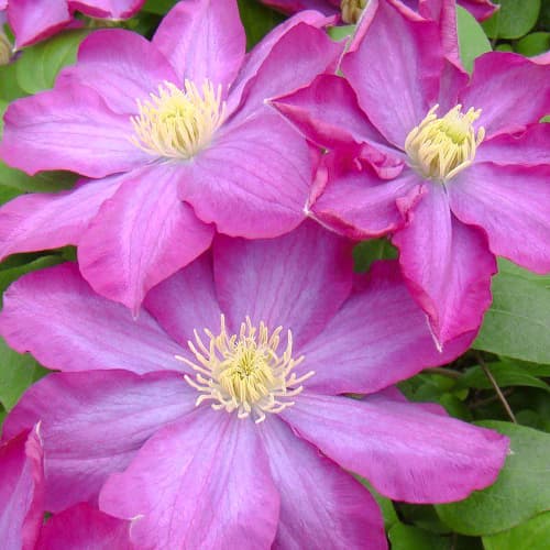 1 db, Iszalag (Clematis) Kakio Pink Champange - Palánták: Mod de ambalare: 1 db