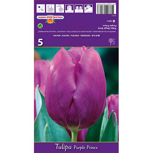 5 db, Tulipán Purple Prince - Hagymák: Mod de ambalare: 5 db
