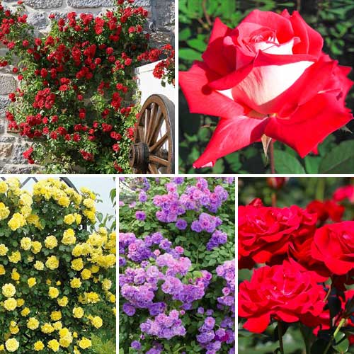 Tolles Angebot! Kletterrosen-Set Top Garden, Setzlinge 5er Set - Setzlinge: Ilość w opakowaniu: 5 Pflanze(n)