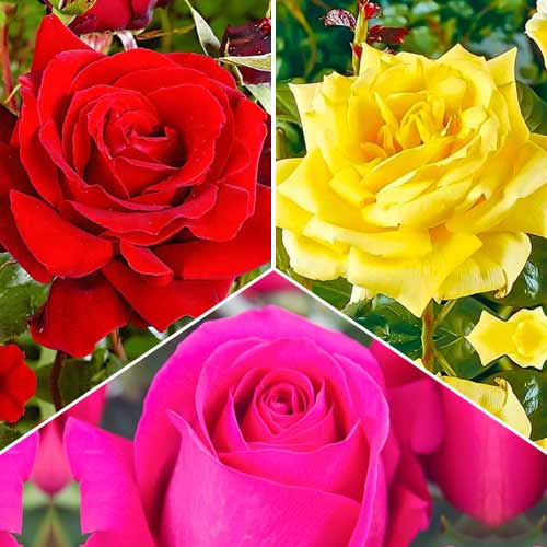 Tolles Angebot! Set großblütiger Rosen Tricolor, Setzlinge 3er Set - Setzlinge: Ilość w opakowaniu: 3 Pflanze(n)