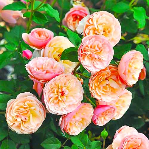 1 Pflanze(n), Rose Eveline Wild - Setzlinge: Ilość w opakowaniu: 1 Pflanze(n)