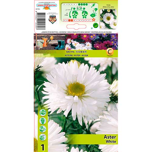 1 Stück, Glattblatt Aster White - Stauden: Ilość w opakowaniu: 1 Stück