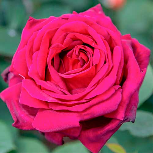 1 Pflanze(n), Großblütige Rose Notturno - Setzlinge: Ilość w opakowaniu: 1 Pflanze(n)