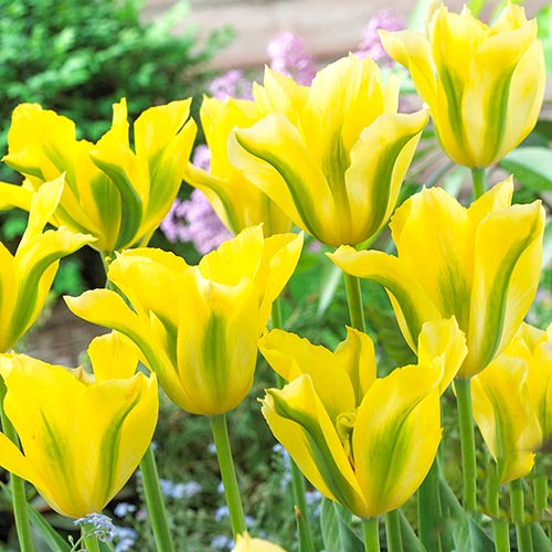 5 Stück, Tulpe Yellow Spring Green - Blumenzwiebeln: Ilość w opakowaniu: 5 Stück