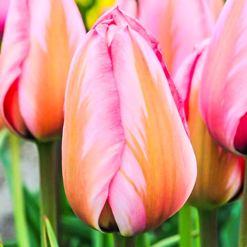 10 Stück, Tulpe Design Impression - Blumenzwiebeln: Ilość w opakowaniu: 10 Stück