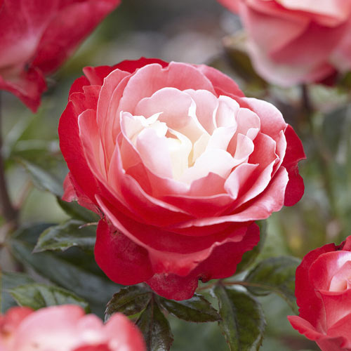Rosa de flor grande Nostalgie , C3 - Plântulas: Ilość w opakowaniu: 1 plant