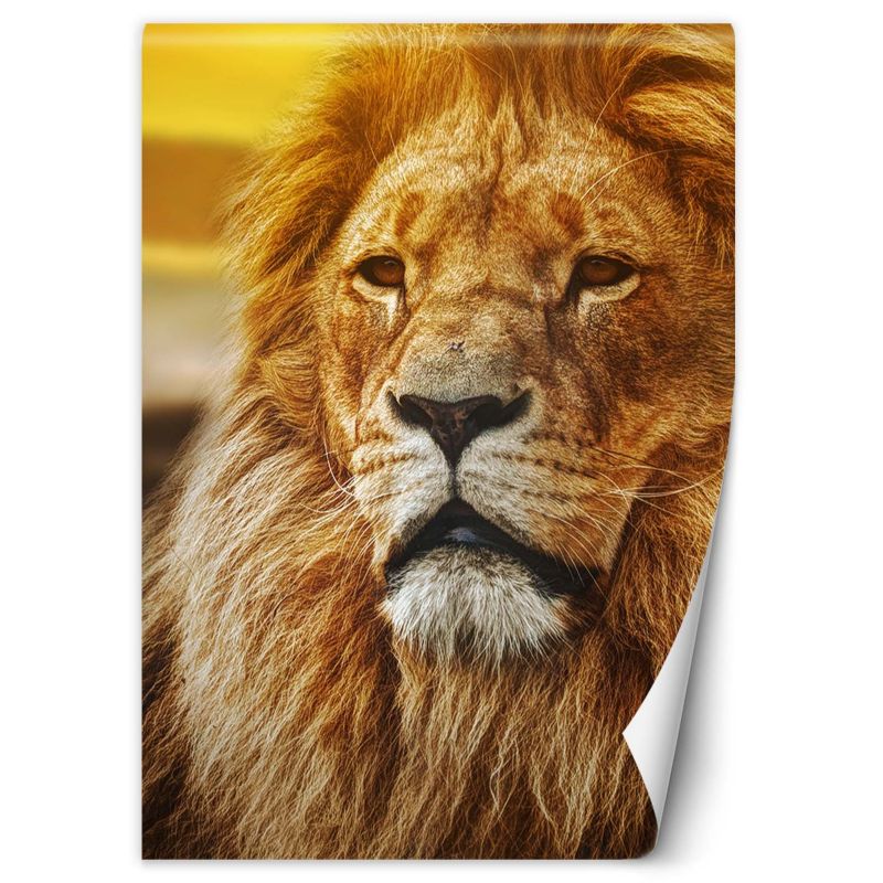 Fototapeta Feeby Portret lwa 200x280 1 szt