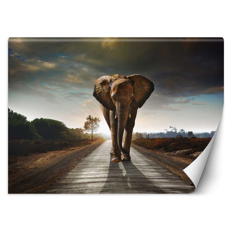 Fototapeta Feeby Wędrujący słoń 200x140 1 szt