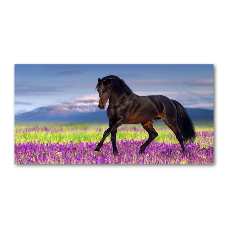 Obraz canvas Tulup Koń pole lawendy 100x50 cm 1 szt.