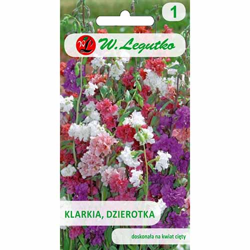 1 szt, Klarkia (Dzierotka), mieszanka Legutko - Nasiona: Ilość w opakowaniu: 1 g