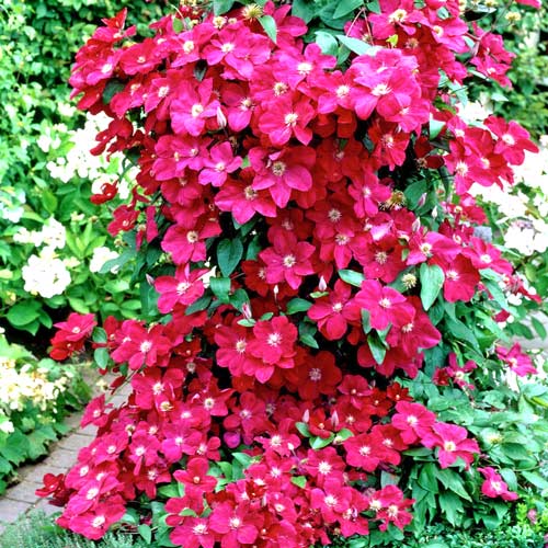 1 sadz, Clematis (Powojnik) Ernest Markham - Sadzonki: Ilość w opakowaniu: 1 sadz
