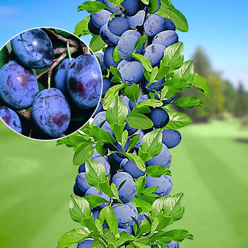 1 szt, Śliwa kolumnowa Sweet Blue - Sadzonki: Ilość w opakowaniu: 1 sadz