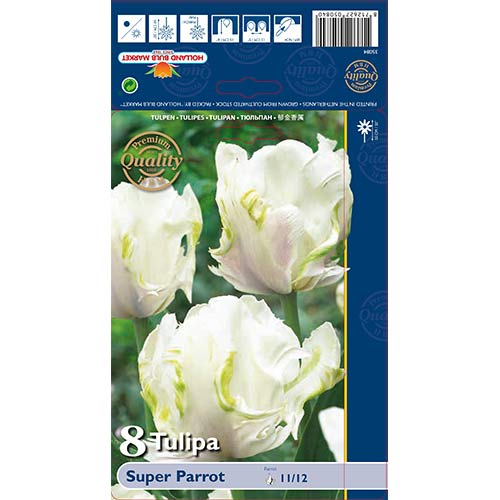 Tulipany papuzi Super Parrot - Cebule: Ilość w opakowaniu: 8 szt. - GradinaMax