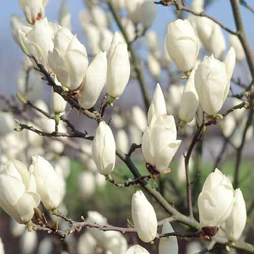 1 sadz, Magnolia Soulange’a pośrednia Lennei - Sadzonki: Ilość w opakowaniu: 1 sadz