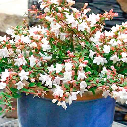 1 sadz, Abelia Cristal Charm - Sadzonki: Ilość w opakowaniu: 1 sadz