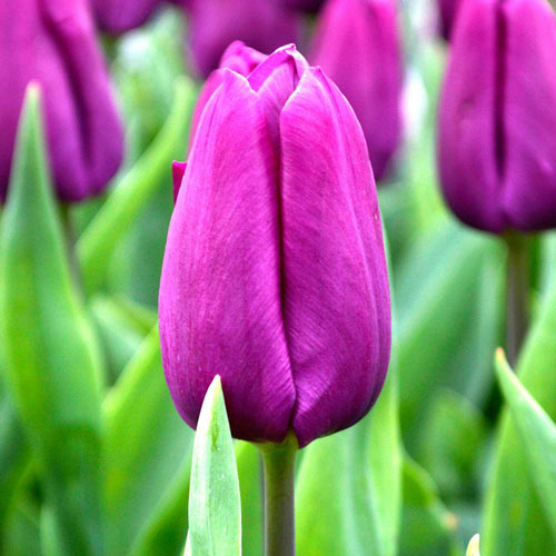 2 szt., Korzystny zakup! Tulipan Purple Prince - Cebule: Ilość w opakowaniu: 2 szt.