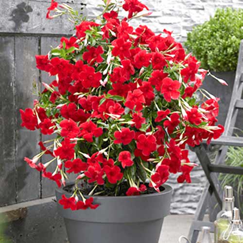 1 szt, Mandewilla Red - Byliny: Ilość w opakowaniu: 1 szt