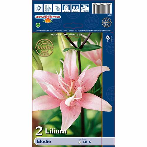 3 szt., Lilia azjatycka Elodie - Cebule: Ilość w opakowaniu: 3 szt.