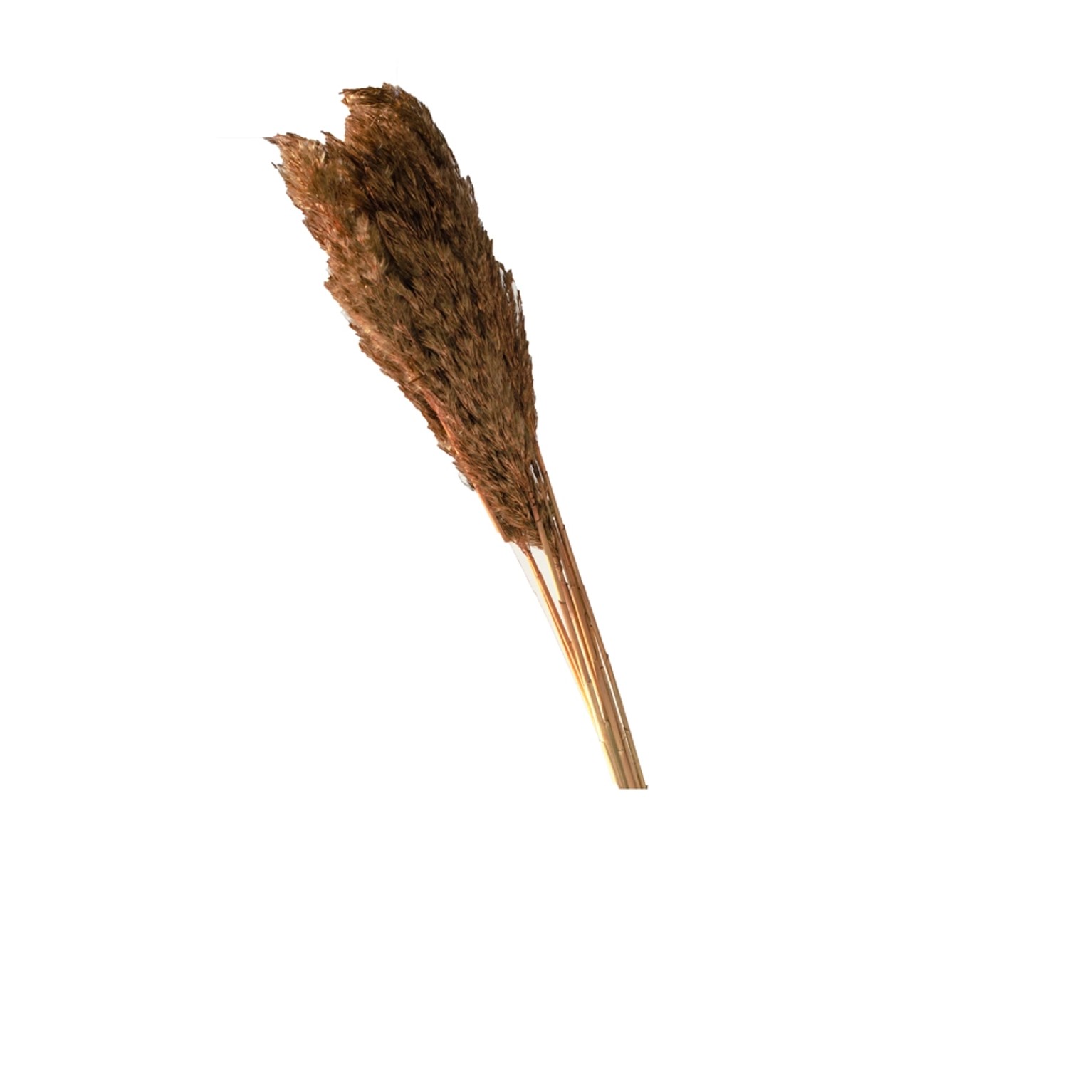 Trawa Plume 80-90cm 12-14szt brązowa 70g