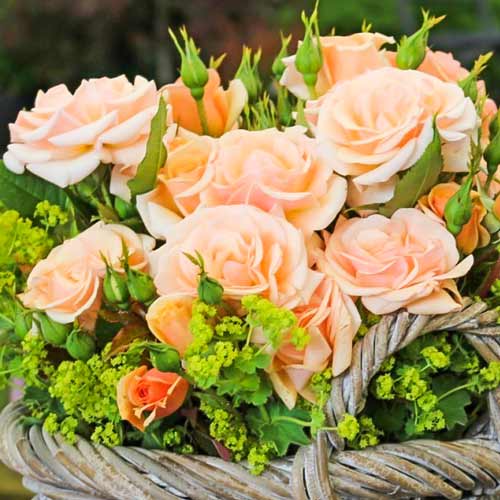1 buc, Trandafir floribunda Sweet Honey - Butași: Mod de ambalare: 1 buc